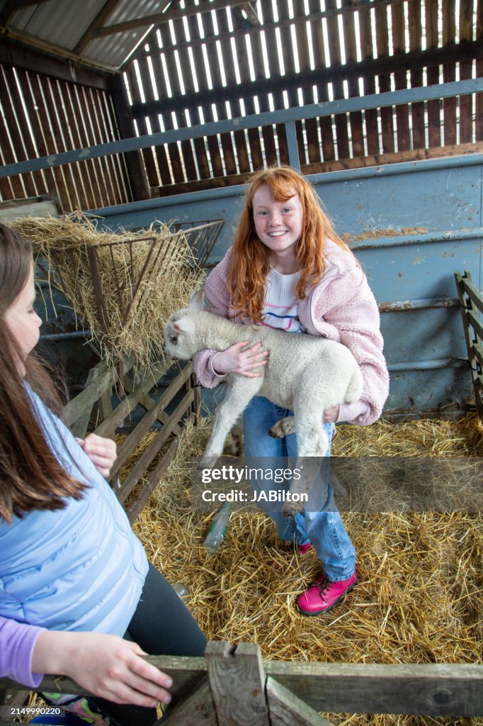Red-haired girl smiles while holding newborn lamb on a farm