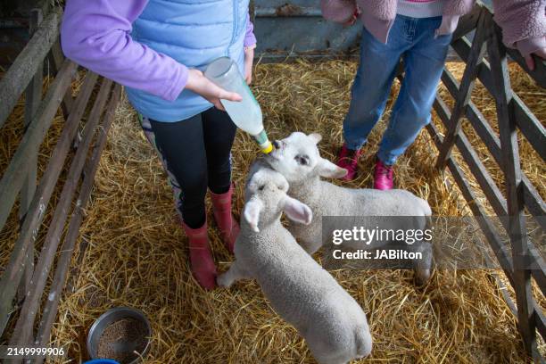 newborn lambs drink milk - petting zoo stock pictures, royalty-free photos & images