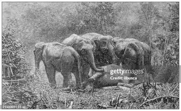 antique image: elephants - elephant calf stock illustrations