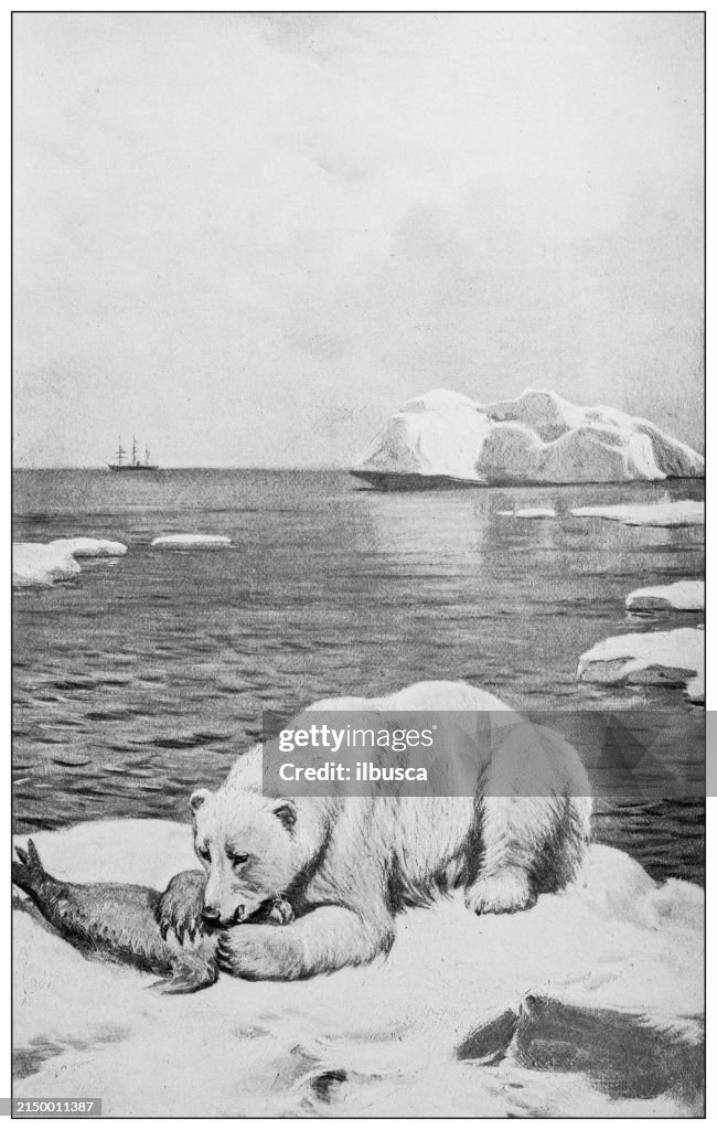 Antique image: Polar Bear