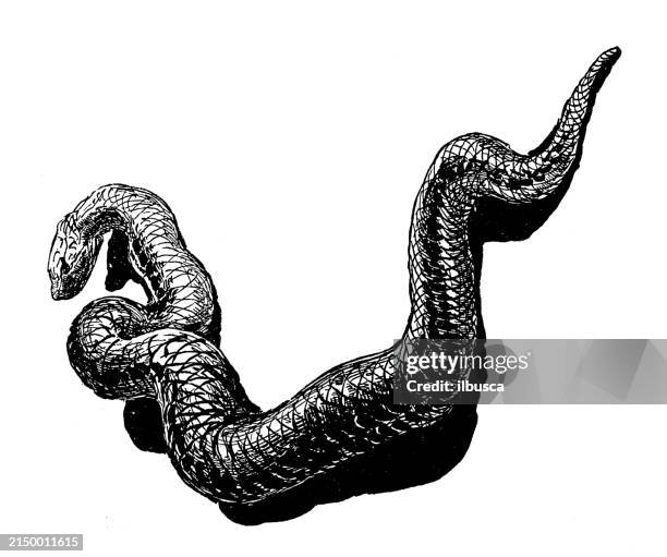 antique image: snake - python stock illustrations