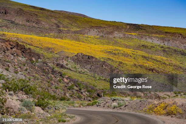 Desert suncups and desert gold sunflowers are just a few of the many wildflowers that have sprung to life in this desert on April 23 near Furnace...