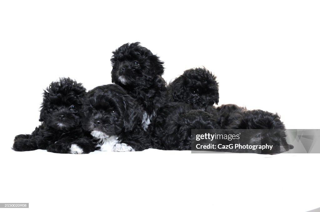 Family black puppies in studio
