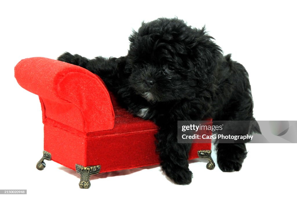 Family black puppies in studio