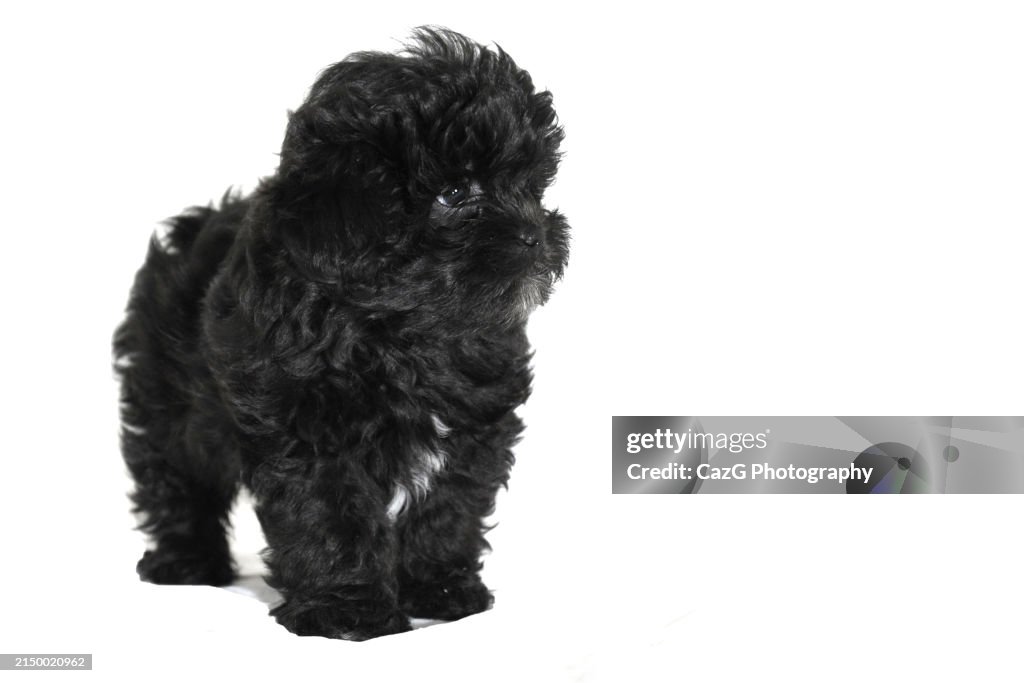 Family black puppies in studio