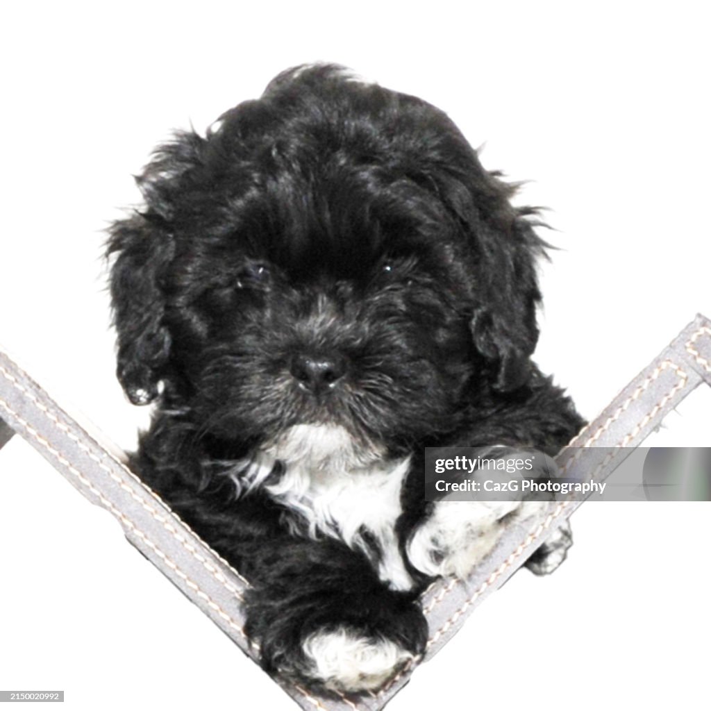 Family black puppies in studio