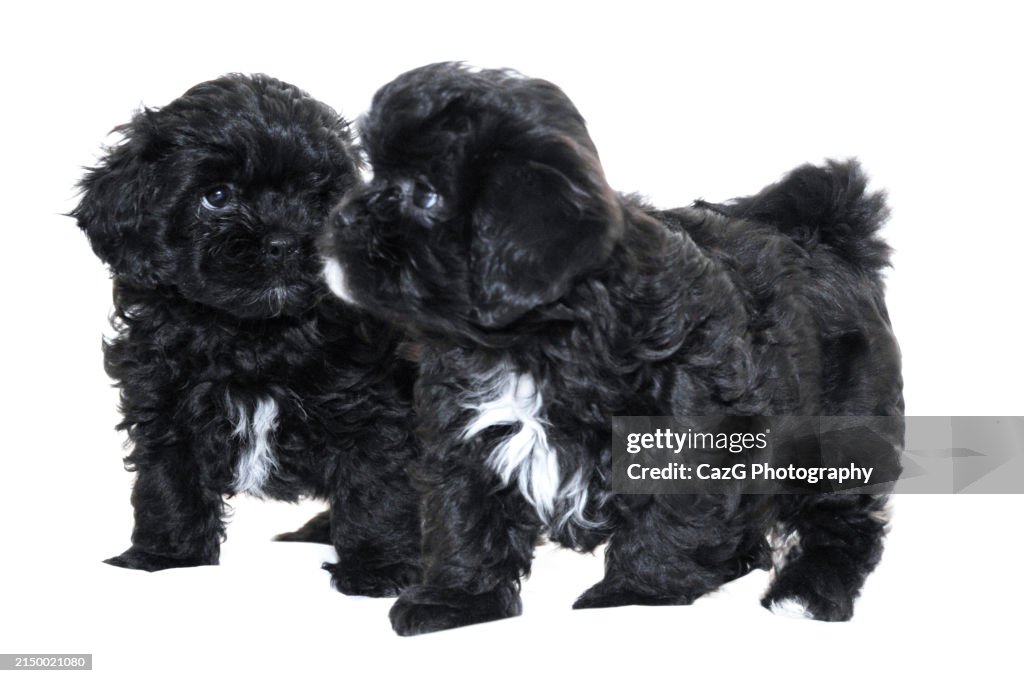 Family black puppies in studio