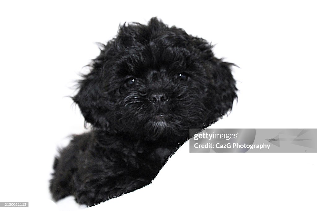 Family black puppies in studio