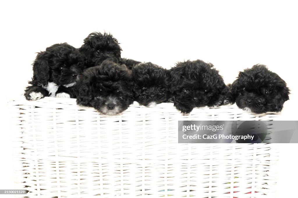 Family black puppies in studio
