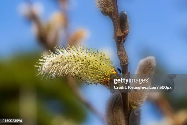 close-up of flowering plant against sky - pussy willow stock pictures, royalty-free photos & images