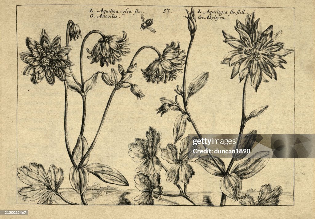 Aquilegia, columbine, perennial flowering plant, from Hortus Floridus by Crispin de Passe, Vintage illustration, 17th Century