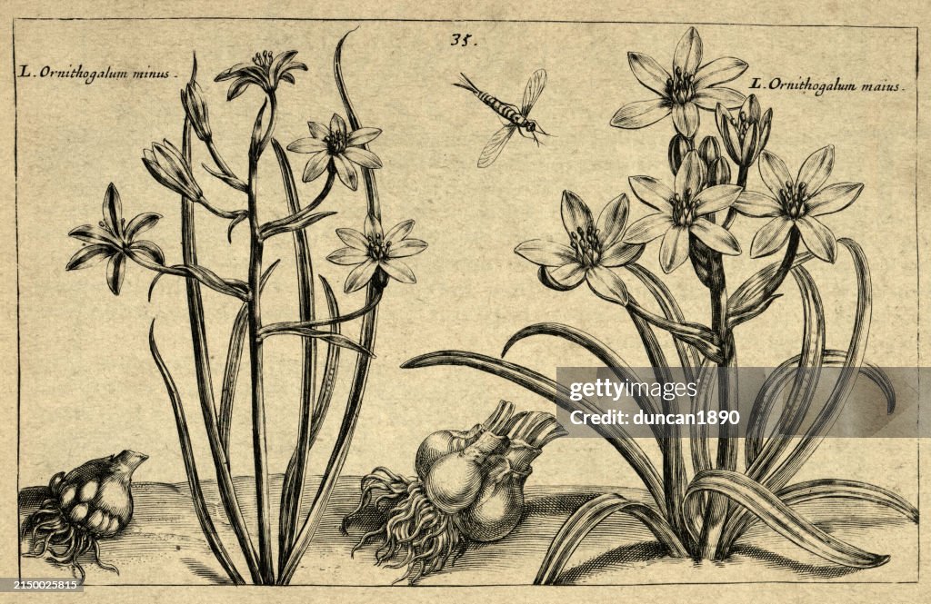 Botanical art print of Ornithogalum, perennial plant, bulb, Inscets, from Hortus Floridus by Crispin de Passe, Vintage illustration, 17th Century