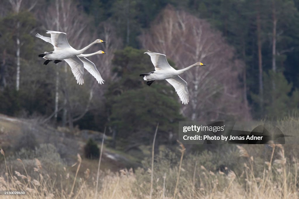 Three Whooper swans