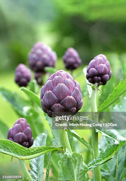 close-up of purple flowering plant - artichoke stock pictures, royalty-free photos & images