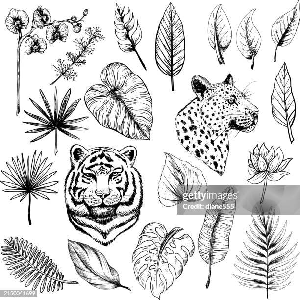 set of jungle elements with a tiger, cheetah and tropical plants - arum family stock illustrations