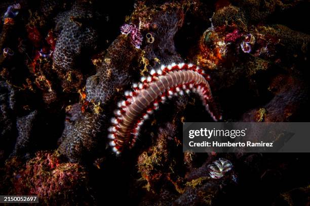 bearded fireworms. - bristle worm stock pictures, royalty-free photos & images