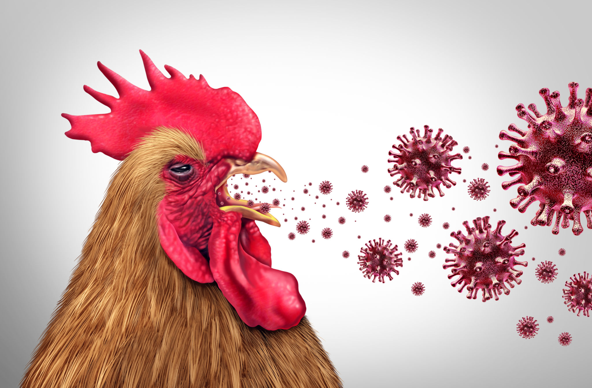 flu virus