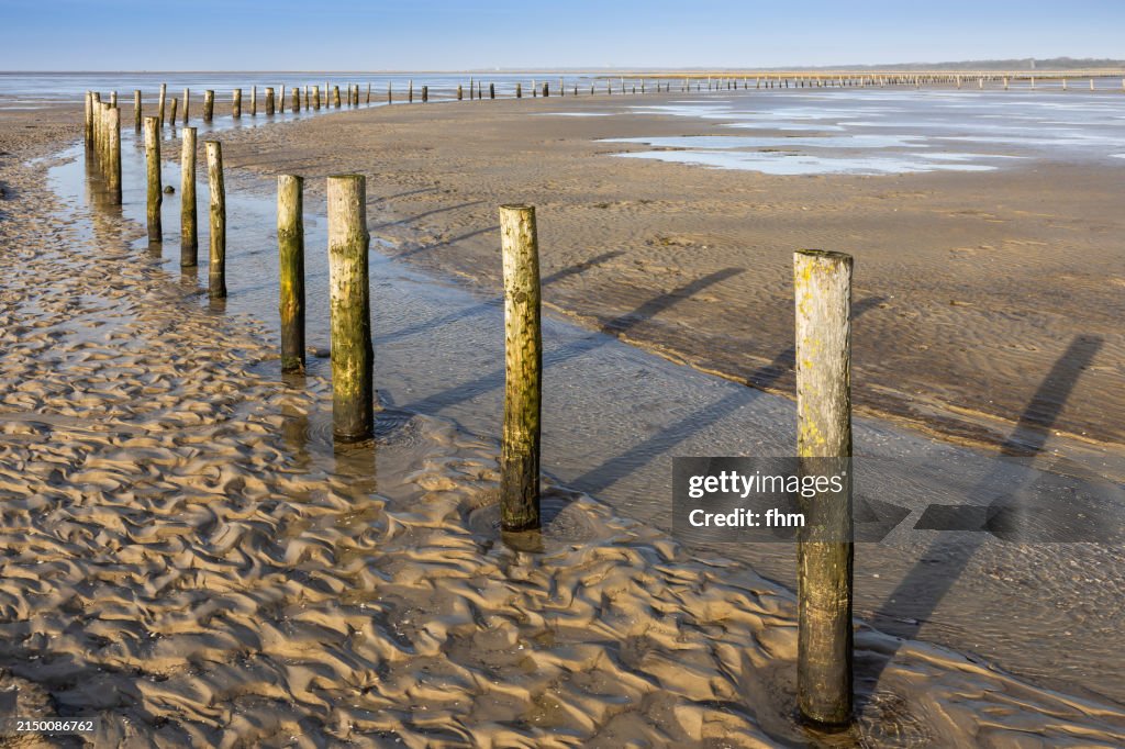 Wooden piles in the mudflats on the beach