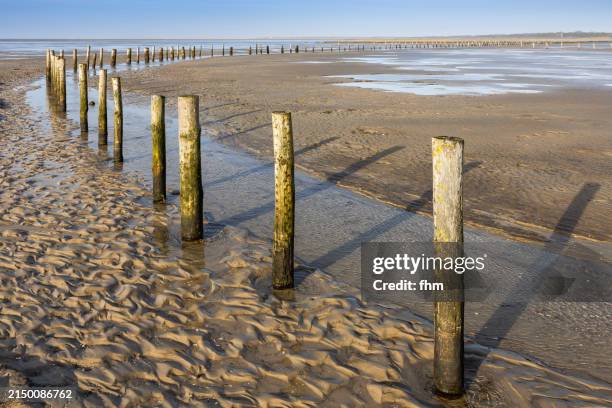 wooden piles in the mudflats on the beach - sandbar stock pictures, royalty-free photos & images