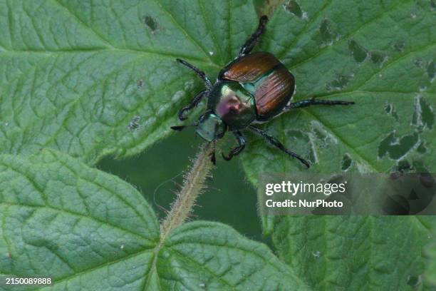 Japanese beetle is resting on a raspberry plant in Markham, Ontario, Canada, on August 16, 2023.