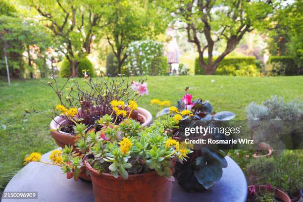 round table with flower pots, meadow and trees behind. - ornamental plant stock pictures, royalty-free photos & images