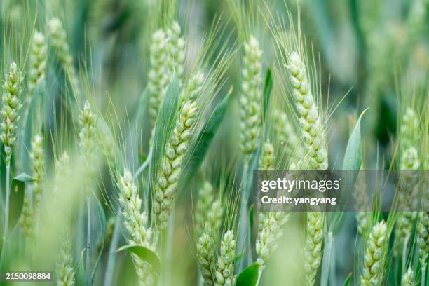 agricultural field with spikes of cereals. - rye grain stock pictures, royalty-free photos & images