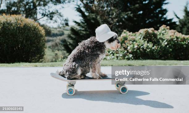 a dog on a skateboard wearing a beanie hat - quickening stock pictures, royalty-free photos & images