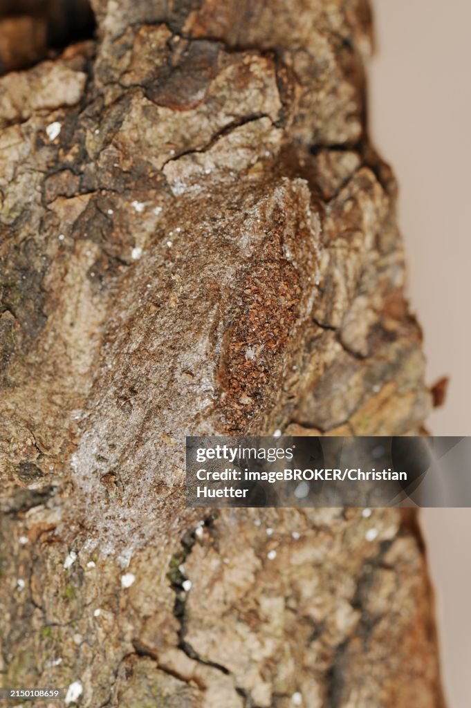Sallow kitten moth (Furcula furcula), cocoon, North Rhine-Westphalia, Germany, Europe