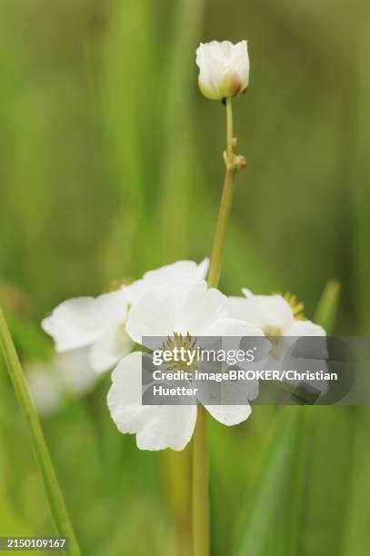 water archer (sagittaria sagittifolia), flower, north rhine-westphalia, germany, europe - sagittaria sagittifolia stock pictures, royalty-free photos & images