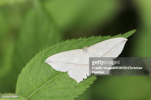 red-ringed moth (timandra comae), north rhine-westphalia, germany, europe - geometridae stock pictures, royalty-free photos & images