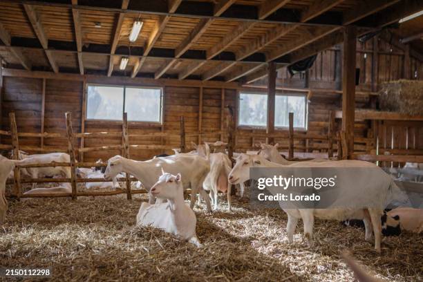 ziegen auf der farm - ziegenmilch stock-fotos und bilder