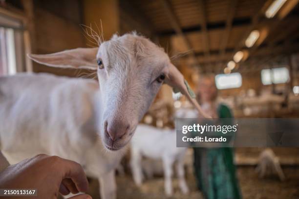 ziegen auf dem bauernhof - ziegenmilch stock-fotos und bilder