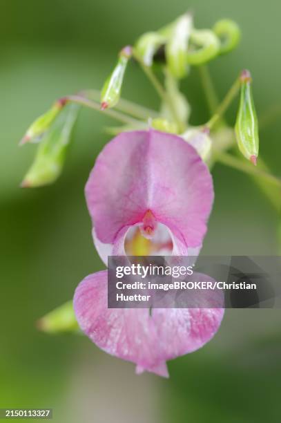 Capsule Example Botany 131 Capsule (Botany) Stock Photos, High-Res Pictures, and Images ...