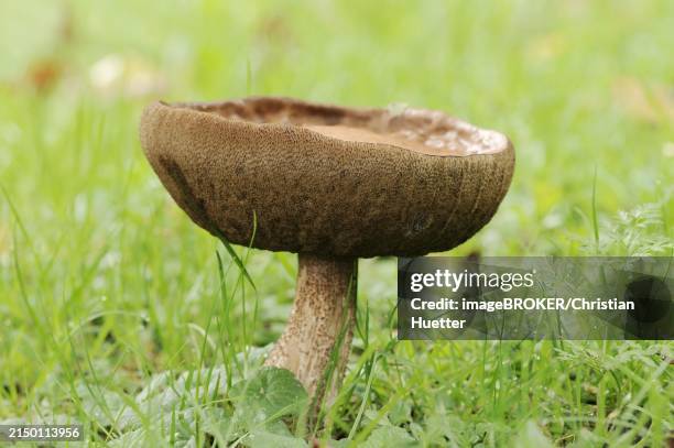 common birch mushroom or birch bolete (leccinum scabrum, boletus scaber), north rhine-westphalia, germany, europe - birch bolete stock pictures, royalty-free photos & images
