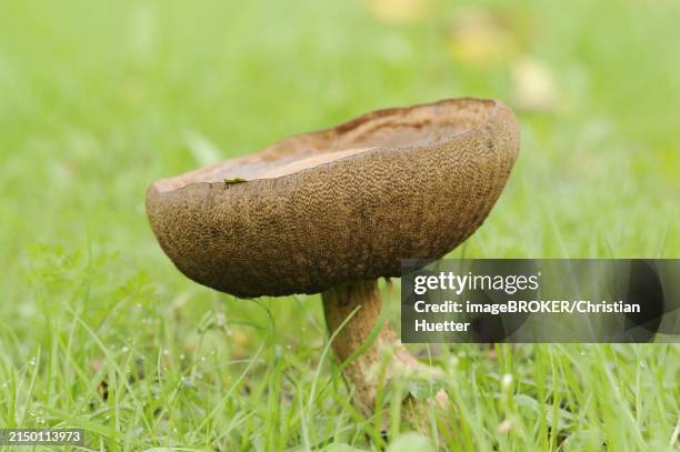 common birch mushroom or birch bolete (leccinum scabrum, boletus scaber), north rhine-westphalia, germany, europe - birch bolete stock pictures, royalty-free photos & images