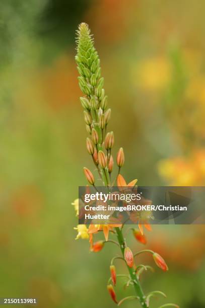 cattail plant or stilt bulbine (bulbine frutescens, anthericum frutescens), inflorescence, native to south africa, ornamental plant, north rhine-westphalia, germany, europe - bulbine stock pictures, royalty-free photos & images