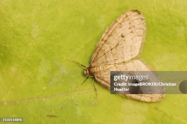 winter moth (operophtera brumata), male, north rhine-westphalia, germany, europe - geometridae stock pictures, royalty-free photos & images