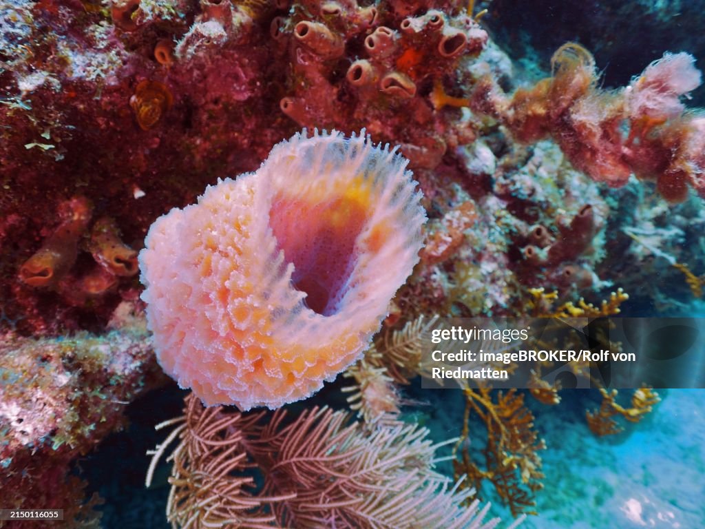 Pink vase sponge (Callyspongia plicifera), dive site John Pennekamp Coral Reef State Park, Key Largo, Florida Keys, Florida, USA, North America