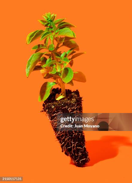 basil seedling - verde estágio de flora - fotografias e filmes do acervo