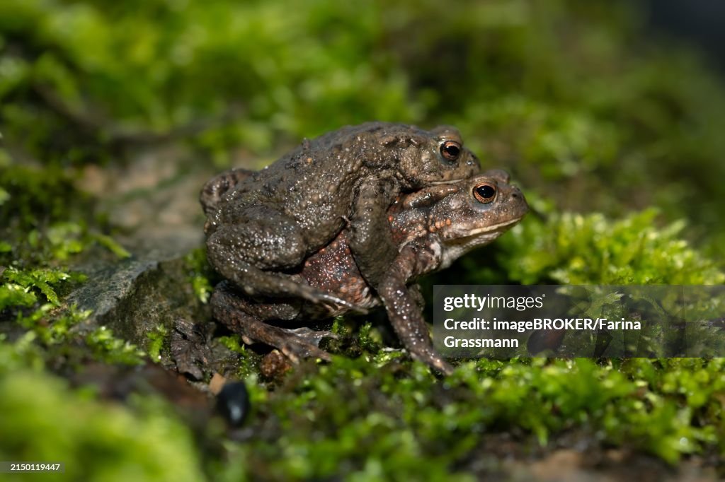Common toad (Bufo bufo), pair on the way to the spawning waters, night shot, Velbert, North Rhine-Westphalia, Germany, Europe