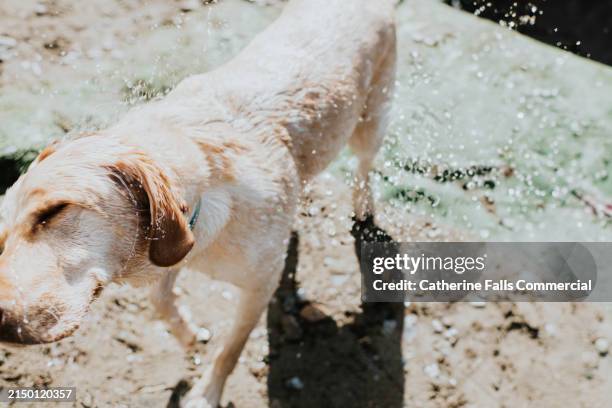 a wet dog dries himself by shaking - drying dog stock pictures, royalty-free photos & images
