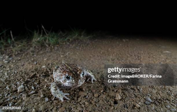 natterjack toad (epidalea calamita), walking along a footpath, night photograph, north rhine-westphalia, germany, europe - kröte stock-fotos und bilder