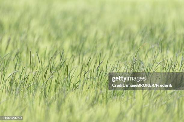 foxtail grass (alopecurus) in a green cereal field, north rhine-westphalia, germany, europe - alopecurus stock pictures, royalty-free photos & images