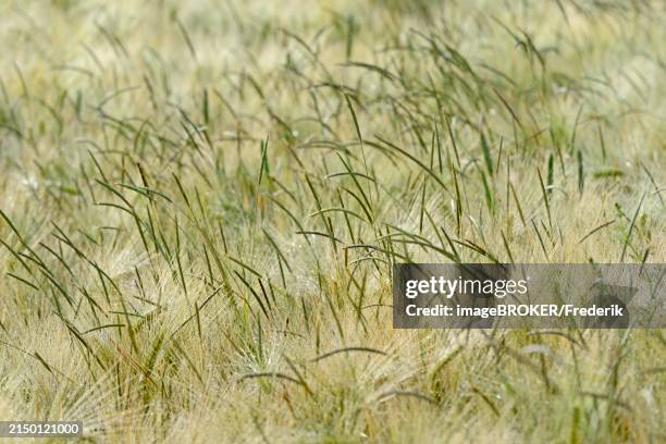 foxtail grass (alopecurus) in a green cereal field, north rhine-westphalia, germany, europe - alopecurus stock pictures, royalty-free photos & images