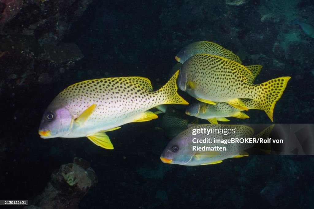 Shoal, group of blackspotted rubberlip (Plectorhinchus gaterinus) in a cave, dive site Dangerous Reef, St Johns Reef, Saint Johns, Red Sea, Egypt, Africa