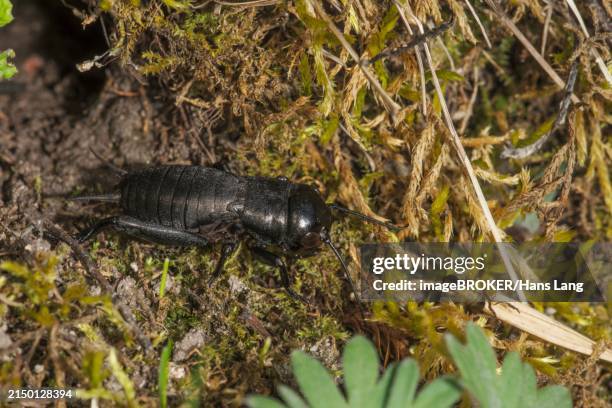 larva of a male field cricket (gryllus campestris) sunbathing in front of its tube surrounded by mosses and plants, baden-wuerttemberg, germany, europe - gryllus campestris stock pictures, royalty-free photos & images