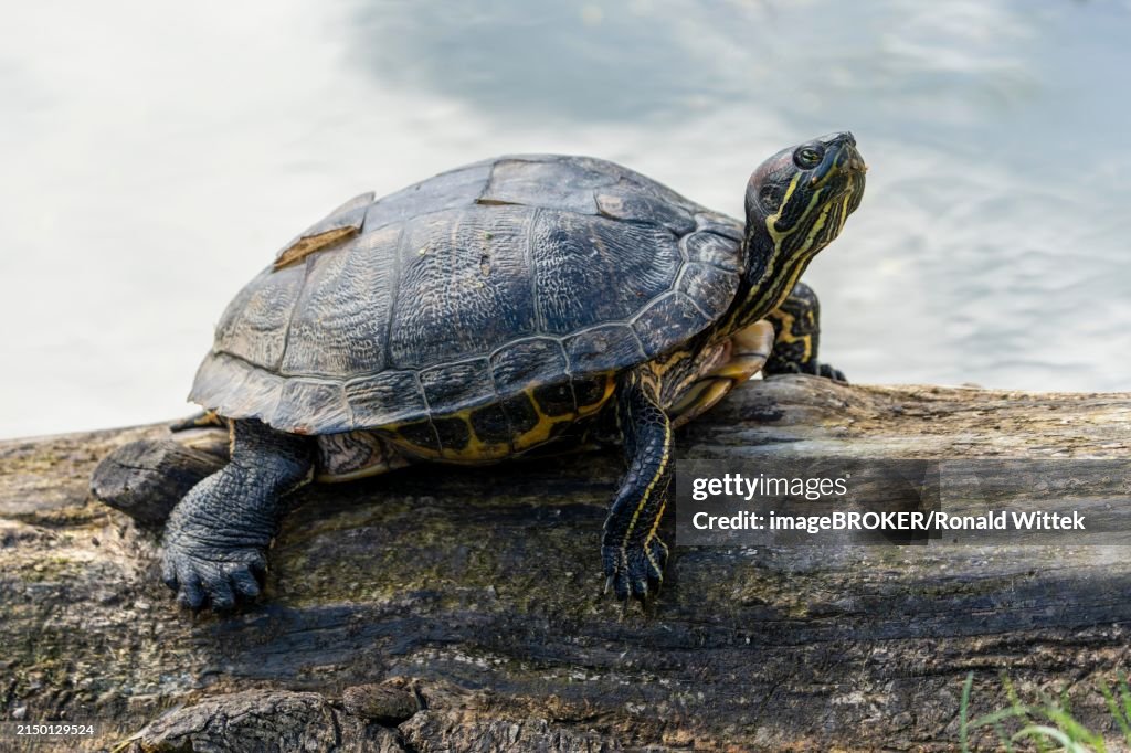 Red-eared slider turtles (Trachemys scripta elegans, Pseudemys scripta elegans) on a branch in a pond, France, Europe