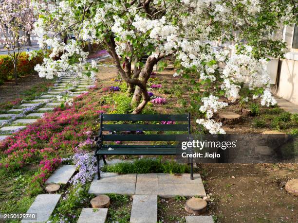 park bench against tree and flower - shibazakura flowers stock pictures, royalty-free photos & images
