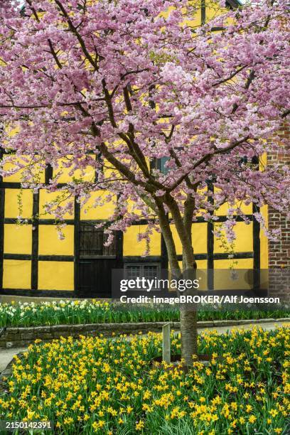 flowering winter cherry (prunus x subhirtella) 'autmnalis ' rosea at halftimbered house in ystad, scania, skane, sweden, scandinavia, northern europe, europe - fachwerk stock-fotos und bilder