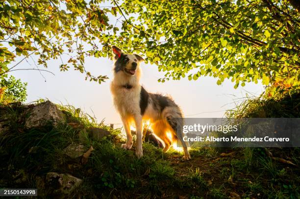 borde collie dog in the forest at sunset - collie stock pictures, royalty-free photos & images